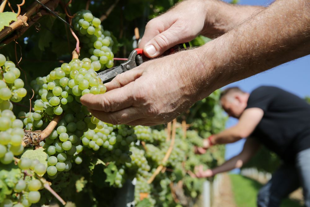 Der Weinbau bestimmt das Landschaftsbild im Bottwartal